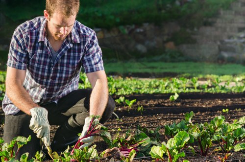 A man wearing a checkered shirt and gardening gloves is crouched in a well-maintained garden, tending to a patch of leafy vegetables with visible purple stems and green leaves. The garden features organized, raised beds with dark, rich soil and neat, defined borders. In the background, lush green trees and shrubs provide a natural backdrop, indicating a suburban or backyard setting in the UK. The scene is illuminated by natural daylight, suggesting clear weather conditions, and the overall environment appears healthy and thriving, reflecting quality gardening and landscaping practices often provided by local companies like Landscapers Queens Park. The focus is on the gardener actively caring for the plants, which are arranged in rows and show signs of healthy growth, with a subtle emphasis on sustainable outdoor maintenance and garden management.
