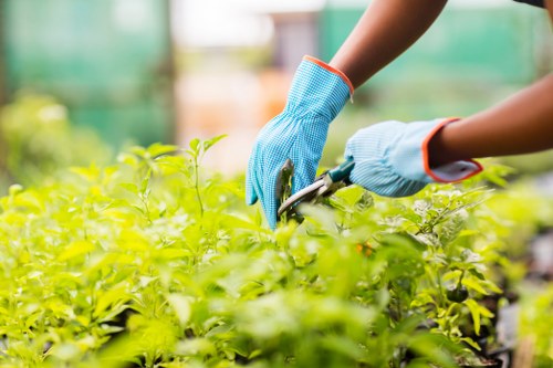 The image depicts a gardener wearing blue protective gloves using pruning shears to trim lush, green hedge foliage in an outdoor garden setting. The hedge has dense, healthy leaves with varying shades of green, situated in a landscaped backyard or garden area of Queens Park. In the background, blurred garden elements such as trees or shrubs can be seen, indicating a well-maintained outdoor space. The lighting suggests natural daylight, possibly on a slightly overcast or sunny day. The scene reflects professional gardening activities, such as hedge trimming or shrub maintenance, which are typical services provided by landscapers like Landscapers Queens Park, aimed at enhancing garden aesthetics and promoting healthy growth of plants. The garden layout shows a neatly kept hedge boundary with a backdrop of other garden features, contributing to a tidy and verdant outdoor environment consistent with local landscaping standards.