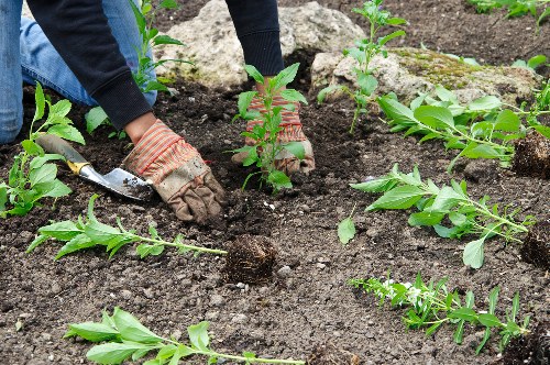 Spring garden maintenance activities in Queens Park