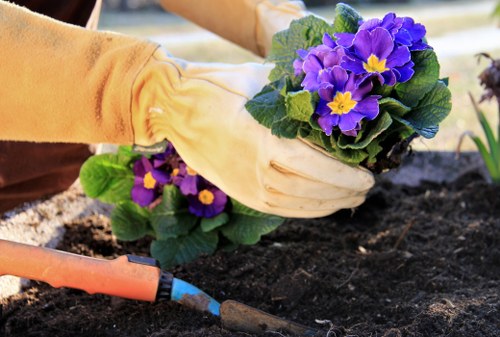 A person wearing gardening gloves is planting a vibrant purple and yellow primrose flower in a garden bed with dark, freshly turned soil. The garden features a well-maintained grassy lawn in the foreground and a paved pathway or patio area in the background, suggesting a neat outdoor space typical of residential gardens in Queens Park. The scene demonstrates outdoor gardening activities, with the focus on planting and soil preparation, highlighting the natural tones of the plants and soil. The overall environment appears to be in good weather conditions, with good natural light illuminating the garden, emphasizing its lush, healthy appearance. This image reflects the type of outdoor gardening and planting work undertaken by companies like Landscapers Queens Park and aligns with services such as garden planting and landscape enhancement in the local area.