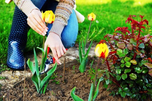 In the foreground, a person wearing a knitted sweater and blue jeans is planting yellow tulips with red markings into rich, dark soil in a well-maintained garden. The garden features a lush, green lawn surrounding the planting area, with a small, neatly bordered flower bed containing a dense, red-leaved shrub to the right of the tulips. In the background, there is a paved pathway made of grey stones leading through the outdoor space, which is typical of landscaping designs in Queens Park. The overall scene is illuminated by natural daylight, suggesting partly cloudy weather with soft shadows cast over the garden, highlighting the textures of the plants, soil, and paving stones. This setup reflects a professionally maintained outdoor space that could benefit from expert gardening services such as planting, lawn care, and landscape maintenance, provided by companies like Landscapers Queens Park.