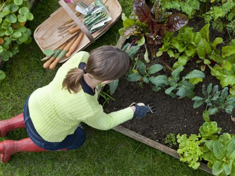 A woman in a bright yellow sweater, dark jeans, and red gardening boots is kneeling on a well-maintained grass lawn in a backyard garden. She is tending to a raised garden bed filled with dark, fertile soil and various vegetables and leafy greens, such as lettuce and kale, which are visibly lush and healthy. The garden bed is bordered with wooden planks, and surrounding it are other garden elements including potted plants, green foliage, and a mix of flowering plants. In the background, there are mature shrubs and trees creating a natural, enclosed outdoor environment. The weather appears clear and sunny, highlighting the vibrant green tones of the plants and grass. Nearby, gardening tools, including a wooden tray with hand tools and trowels, are arranged on the grass, suggesting ongoing gardening activity. This scene exemplifies professional gardening and landscaping services offered by Landscapers Queens Park, supporting a healthy, visually appealing outdoor space within a typical London backyard environment near the Queens Park area, post code NW6.
