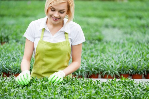 A young woman with blonde hair, wearing a white shirt and a light green gardening apron, is tending to a lush, densely packed bed of green plants with bright green gloves on her hands. The plants are uniform in height and healthy, with vibrant green leaves, set in a well-maintained garden area with neatly edged flower beds. In the background, there are additional planting beds and a grassy lawn area, suggesting a spacious outdoor garden typical of residential landscaping in Queens Park. The scene is illuminated by natural daylight, indicating clear weather. The environment reflects professional gardening practice, potentially managed by a landscaping service such as Landscapers Queens Park, focusing on outdoor plant care and garden maintenance within a tidy, landscaped yard.