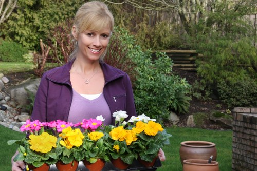 A smiling woman with blonde hair wearing a purple jacket and a white top is standing in a well-maintained garden, holding a tray of vibrant potted primroses and pansies in shades of yellow, pink, and white. The garden features a lush green lawn, bordered by various shrubs, plants, and trees, with a backdrop of a dense hedge and some wooden steps leading up a slight incline. The scene suggests a peaceful outdoor space suitable for gardening and landscaping activities, with natural daylight illuminating the vibrant colors of the flowers and greenery, creating an inviting environment that aligns with outdoor garden care and sustainability practices of Landscapers Queens Park in London postal code NW, serving local gardening needs.